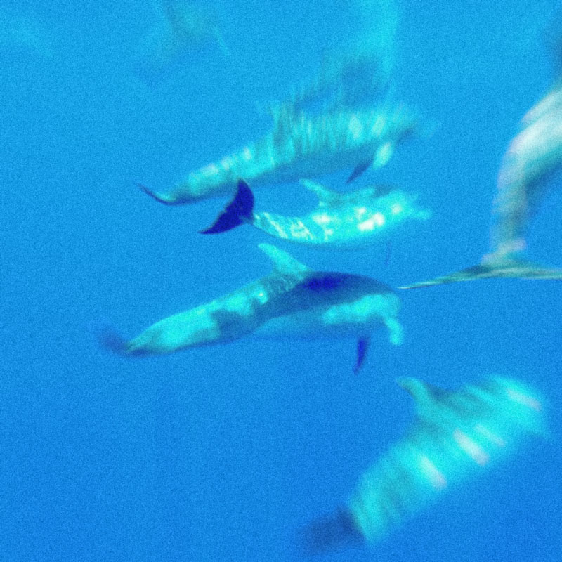 Delfines | Excursión en velero por Ibiza y Formentera Delfines | Excursión en velero por Ibiza y Formentera